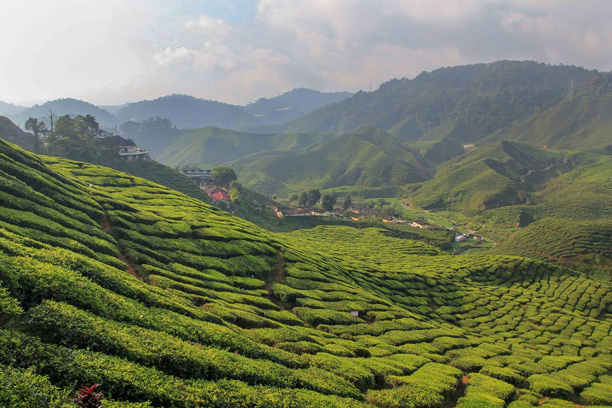 Cameron Highland